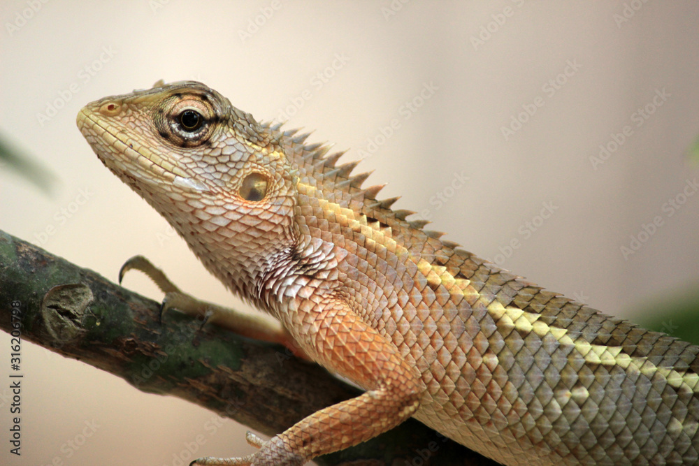 Obraz premium chameleon spotted at tree