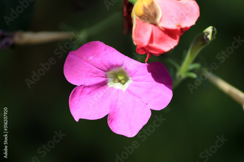 Flowers in multi colour