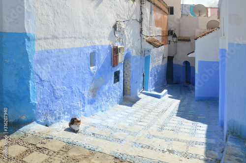 Traditional moroccan architectural details and painted houses. street with flowers and bright blue walls with arch. Cats resting around the medina of chefchaouen. © peacefoo