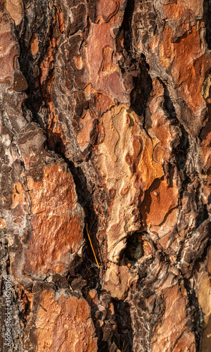texture of pine tree bark