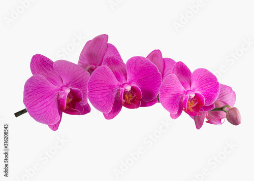 Phalaenopsis orchid isolated on white background
