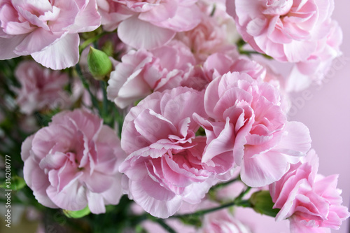 Bouquet of pink carnations on pink pastel background. Carnation for mothers day  wedding and valentines day. Close up