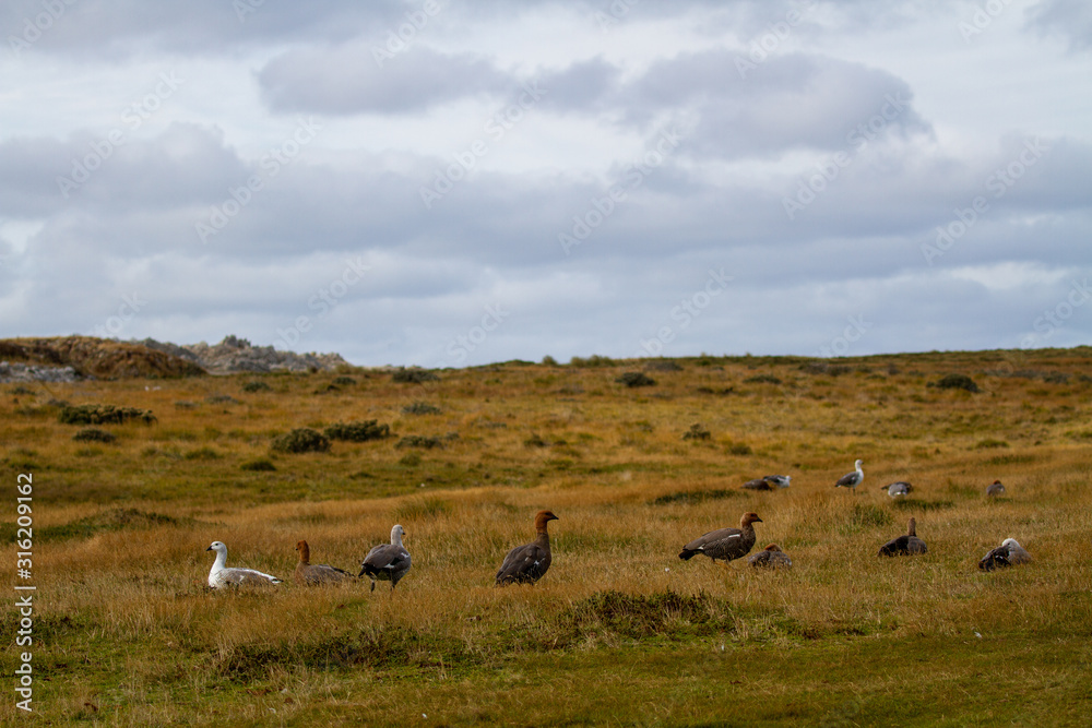 flock of geese in field