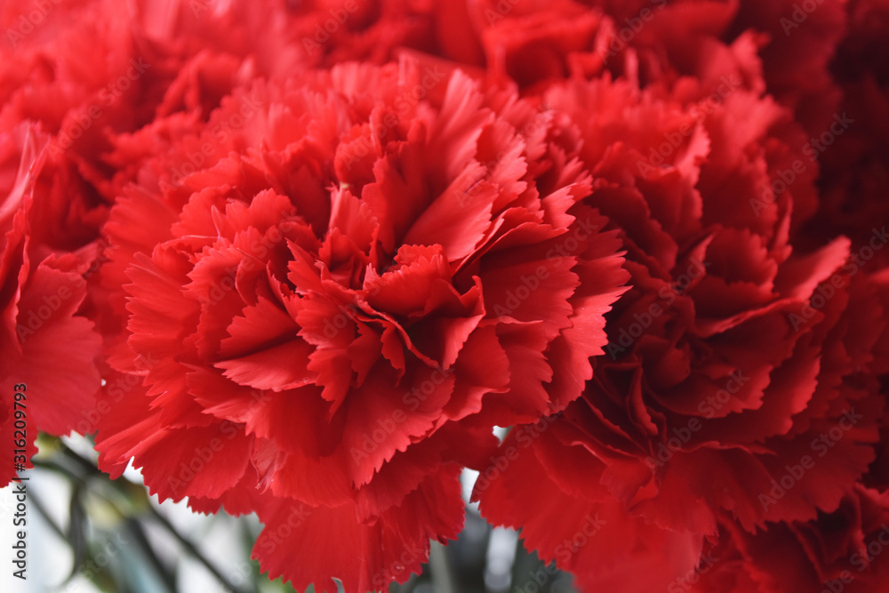 Bouquet of red carnations on white background. Carnation for mothers day, wedding and valentines day. Close up Bouquet of red carnations on white background. Carnation for mothers day, wedding and valentines day. Close up