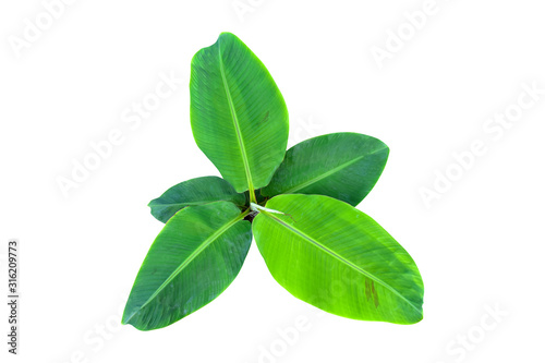 Isolated the top of the banana trees that have large leaves. clipping path included © nature design