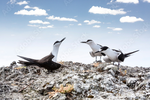 three sooty tern birds, Onychoprion fuscatus seabird singing clifftop photo