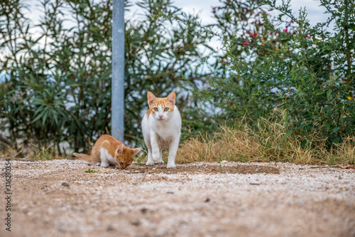 Orange-weiß getigertes Katzenmama mit Nachwuchs