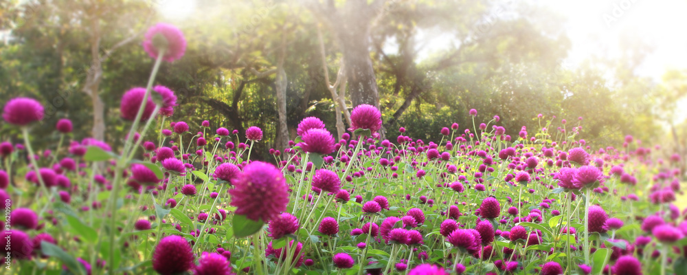 Obraz premium Pretty manicured flower garden with colorful