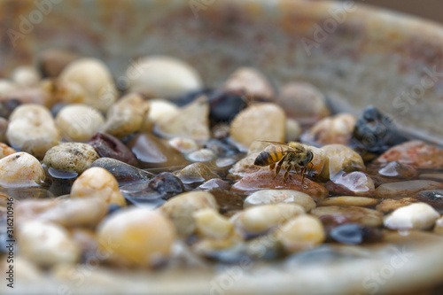 Bee sitting safe on pebble drinking sugar water out of bowl