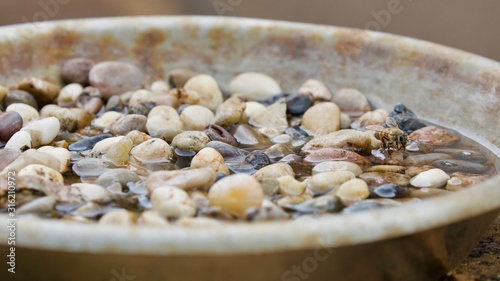 Honey Bee drinking water from a bowl filled with pebbles