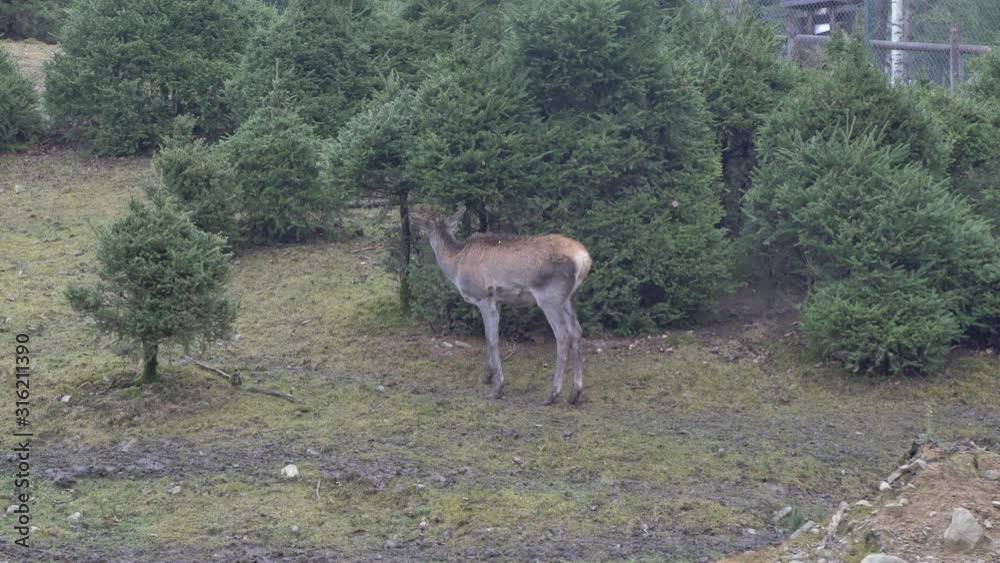 Roe deer eating acorns from the tree, Capreolus capreolus. Wild roe deer in nature. Roe deer eating acorns from the tree, Capreolus capreolus. Wild roe deer in nature.