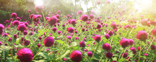 Pretty manicured flower garden with colorful