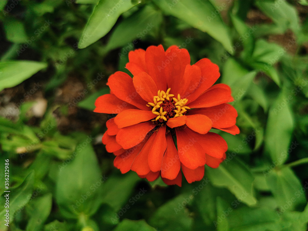 Close up beautiful of orange zinnia flower blooming in the garden. Single Fresh flower with natural green leaves background Close up beautiful of orange zinnia flower blooming in the garden. Single Fresh flower with natural green leaves background