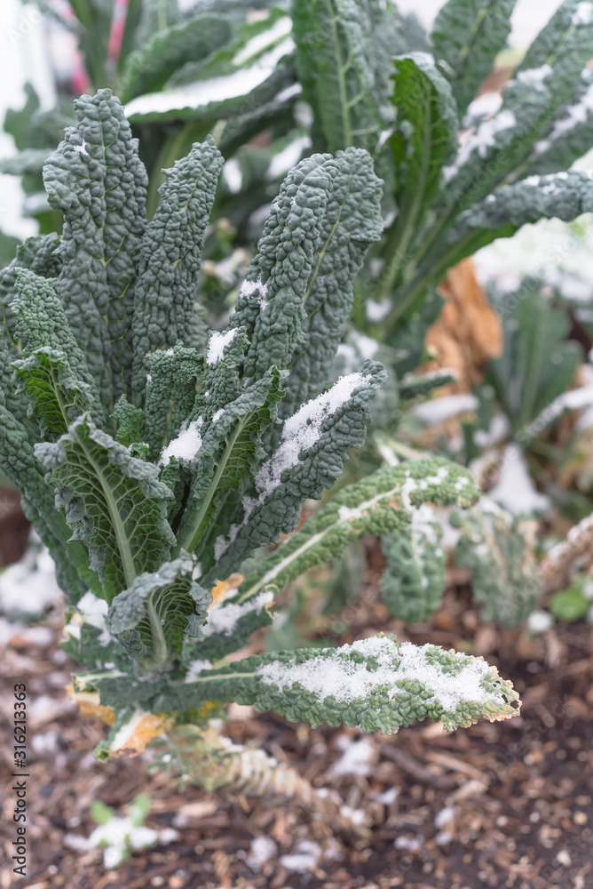 Top view leaf green Lacinato kales cover by snow in wintertime near Dallas, Texas Top view leaf green Lacinato kales cover by snow in wintertime near Dallas, Texas