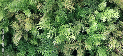 Fern background, green bush of fern in forest