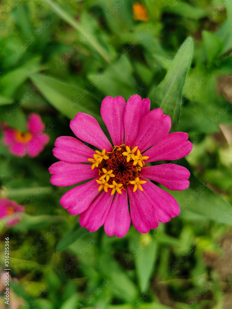 Obraz premium Close up beautiful pink or purple of zinnia flower blooming in the garden