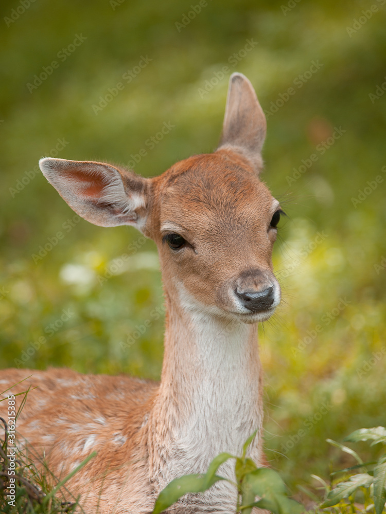 cervatillo tumbado en un prado de hierba verde cervatillo tumbado en un prado de hierba verde