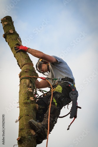 Tree surgeon in a harness and safety equipment felling a Norway Spruce tree at height