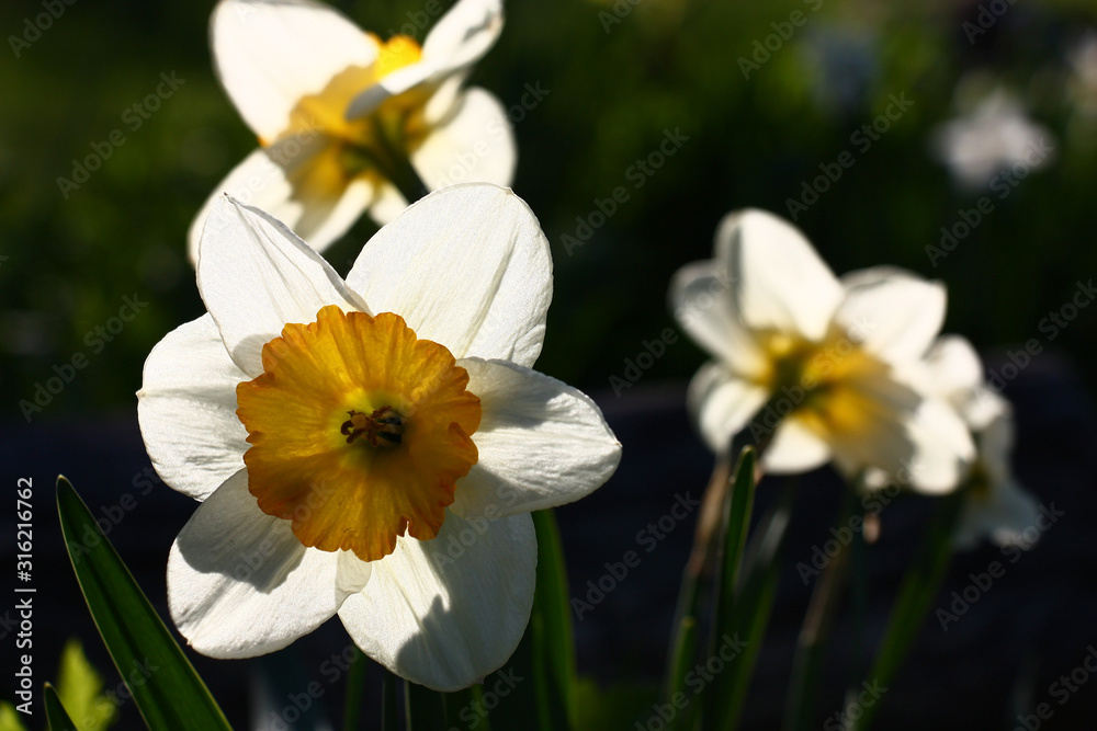 Bright beams of the morning sun do white petals and a yellow crown of flowers of narcissuses transparent. Bright beams of the morning sun do white petals and a yellow crown of flowers of narcissuses transparent.