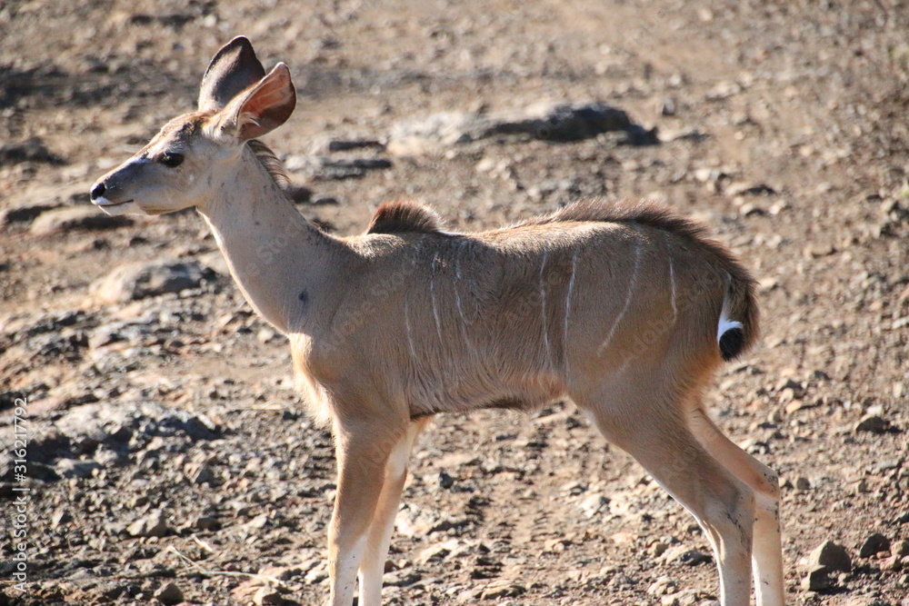 Young Greater Kudu on the the way (Lake Bogoria, Kenya) Young Greater Kudu on the the way (Lake Bogoria, Kenya)