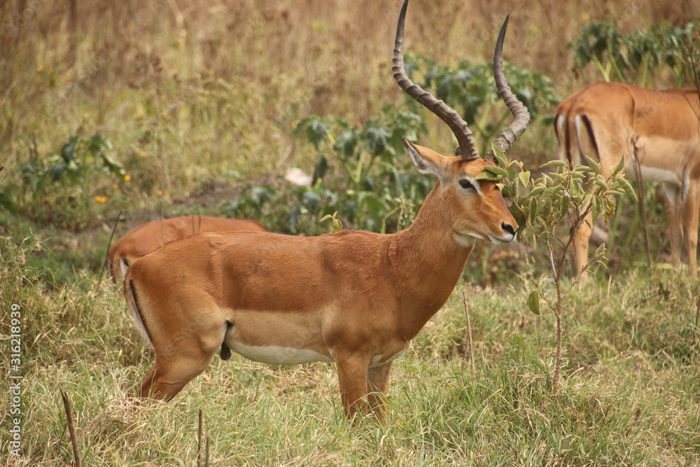 Impala spotted during safari (Kenya)