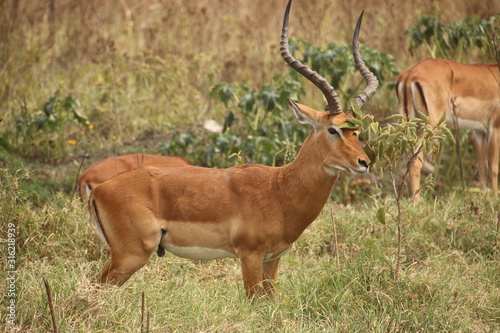 Impala spotted during safari  Kenya 