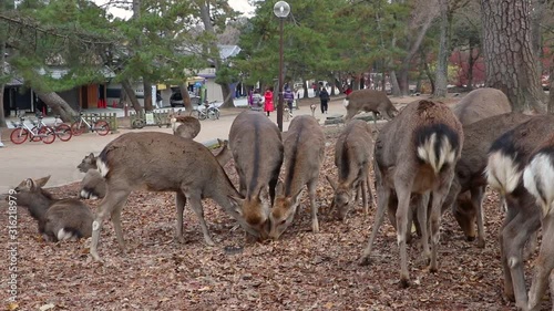 Nara Deer eating in park with touristic street in background photo