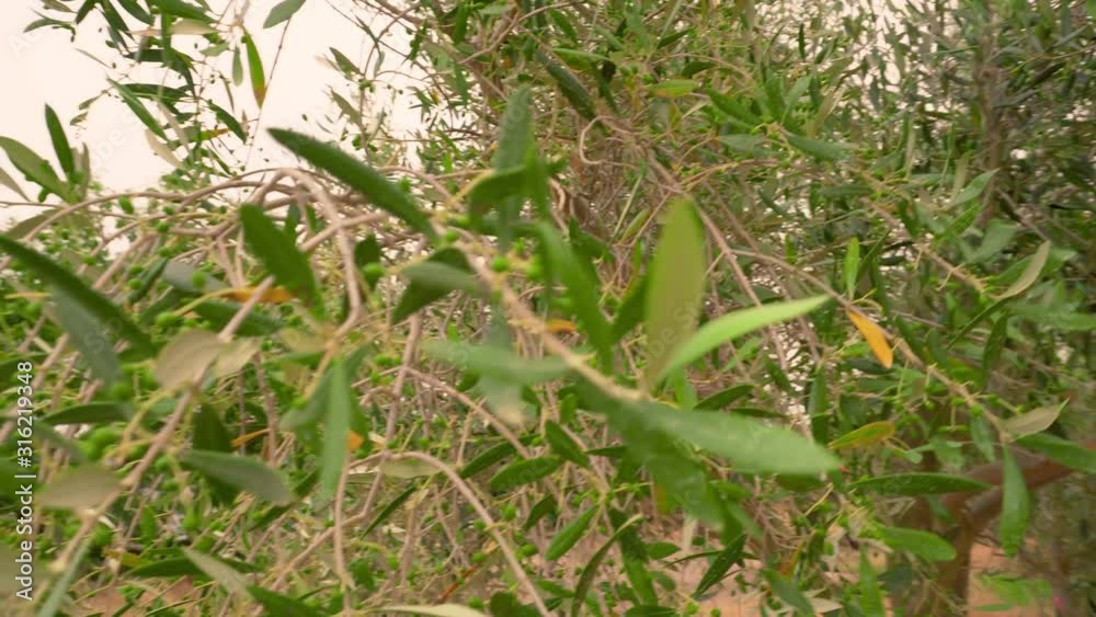 Smooth gliding shot of olive trees in summer Smooth gliding shot of olive trees in summer