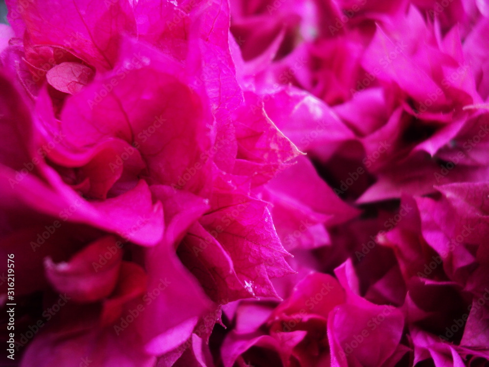Naklejka premium Pink Bougainvillea glabra, have many bloom from Bouquet, the flower with isolated on background a branch a lot.