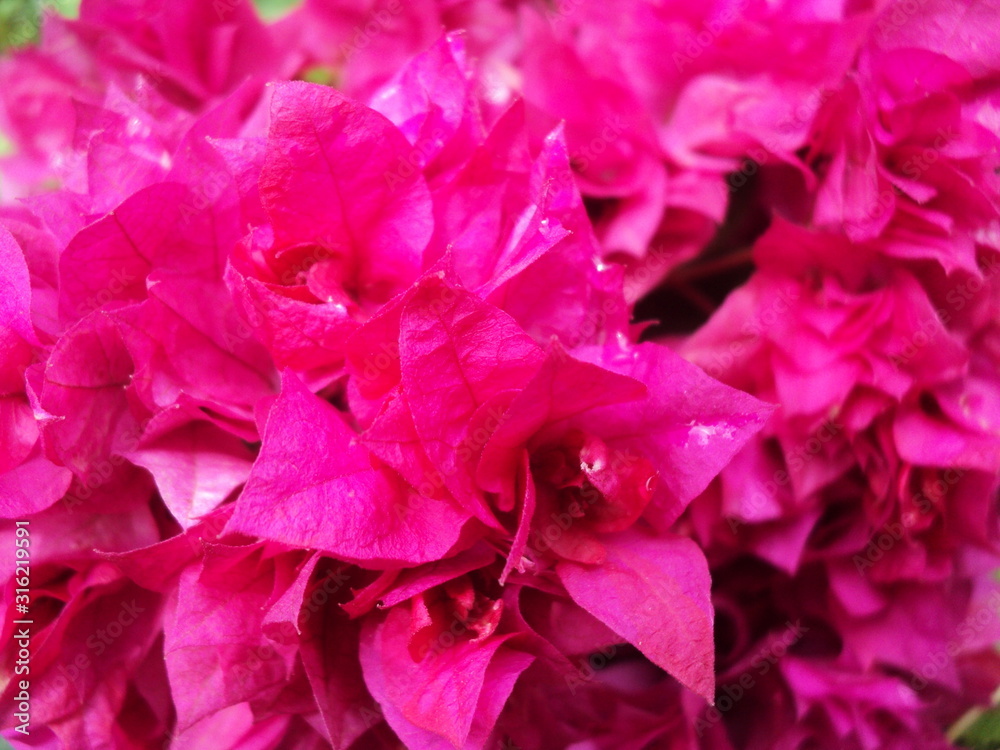 Pink Bougainvillea glabra, have many bloom from Bouquet, the flower with isolated on background a branch a lot.