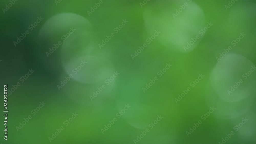 Beautiful green blur of fresh spring foliage of tree. Natural bokeh video background. Real time 4k footage.