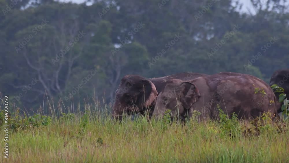 Asiatic Elephant, Elephas maximus; a herd of three Elephants hurriedly cross a Cogon grassfield in Khao Yai National park before dark. Asiatic Elephant, Elephas maximus; a herd of three Elephants hurriedly cross a Cogon grassfield in Khao Yai National park before dark.