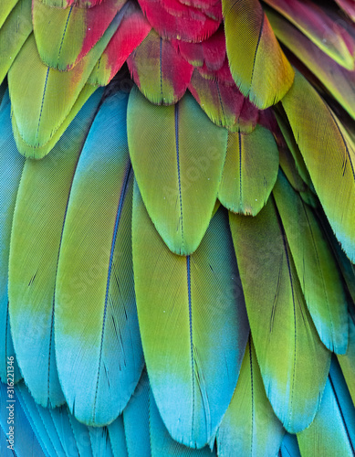 Closeup of the blue yellow  and red  feathers of tropical Macaw parrot