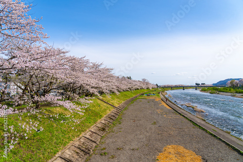 Hinokinai River riverbank in springtime cherry blossom season sunny day. Visitors enjoy the beauty full bloom pink sakura trees flowers. Town Kakunodate, Semboku District, Akita Prefecture, Japan photo