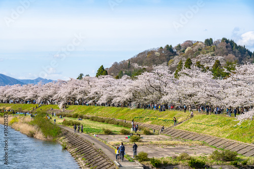 Hinokinai River riverbank in springtime cherry blossom season sunny day. Visitors enjoy the beauty full bloom pink sakura trees flowers. Town Kakunodate, Semboku District, Akita Prefecture, Japan photo