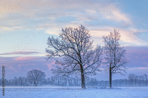 Rural winter landscape of frosted bare trees in fog at dawn, Michigan, USA