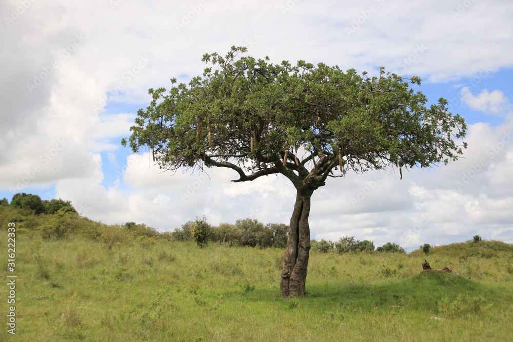Obraz premium Sausage tree (Kigelia africana) in Masai Mara National Park (Kenya)