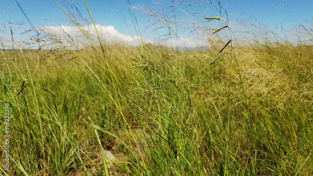 Tall roadside grass slowly swaying and moving as the wind blows side to side, very calming and peaceful nature scene Tall roadside grass slowly swaying and moving as the wind blows side to side, very calming and peaceful nature scene