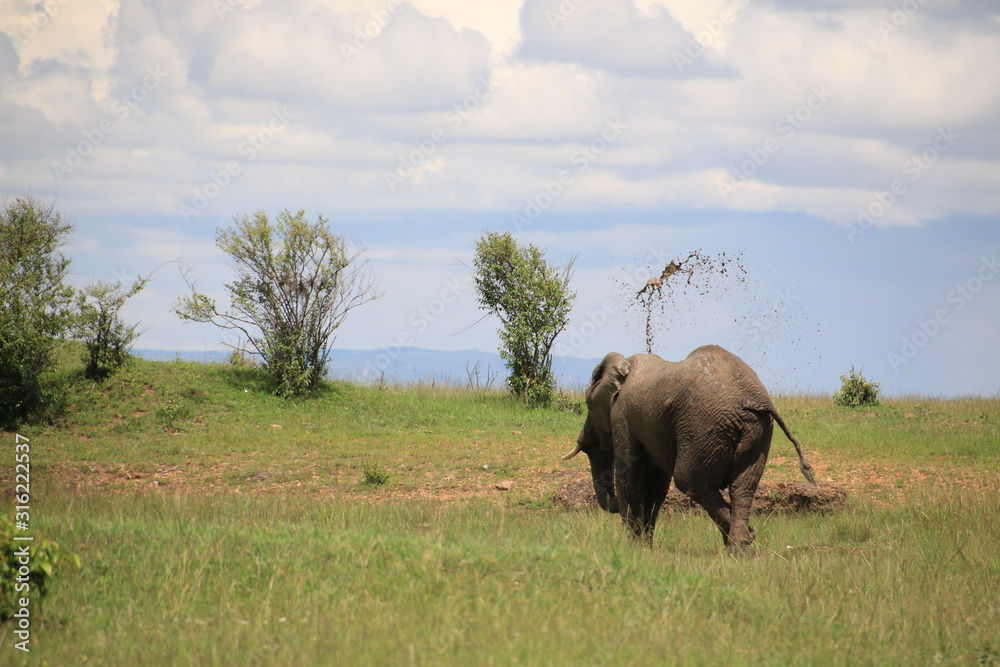 Fototapeta premium Elephant spotted showering during a Safari in Masai Mara (Kenya)