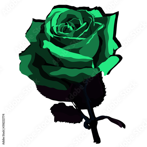 Rosa Vector Verde Vino 