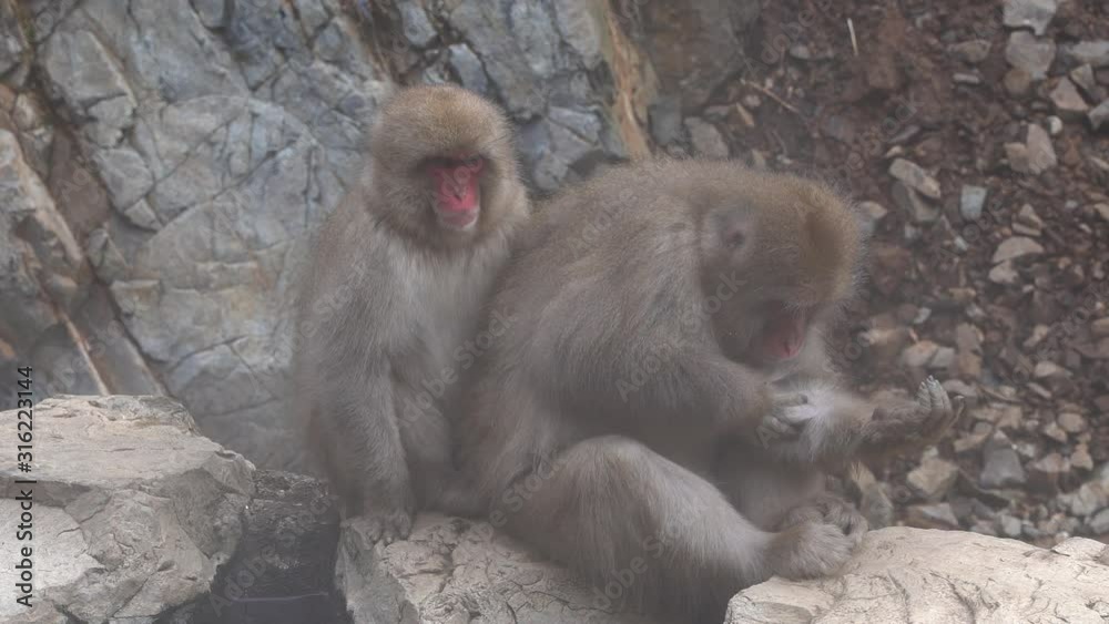 Nagano, Japan - A Pair Of Macaque Snow Monkeys Sitting Relaxing Together On A Rock With The Other One Scratching Its Arm - Medium Shot Nagano, Japan - A Pair Of Macaque Snow Monkeys Sitting Relaxing Together On A Rock With The Other One Scratching Its Arm - Medium Shot