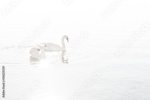 Couple of swans swimming in the lake in a overexposed image to make everything as white figures or elements. photo