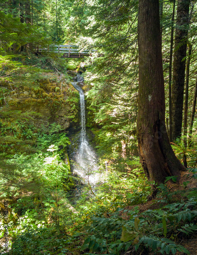 Stunning Cooper Creek Falls plunging into a moss covered gorge in the Gifford Pinchot National Forest with green leaves with a footbridge in the summertime in Skamania County Washington State