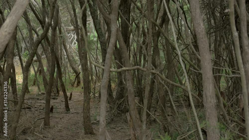 PAN LEFT Forest Of Dense Moonah Trees PAN LEFT Forest Of Dense Moonah Trees