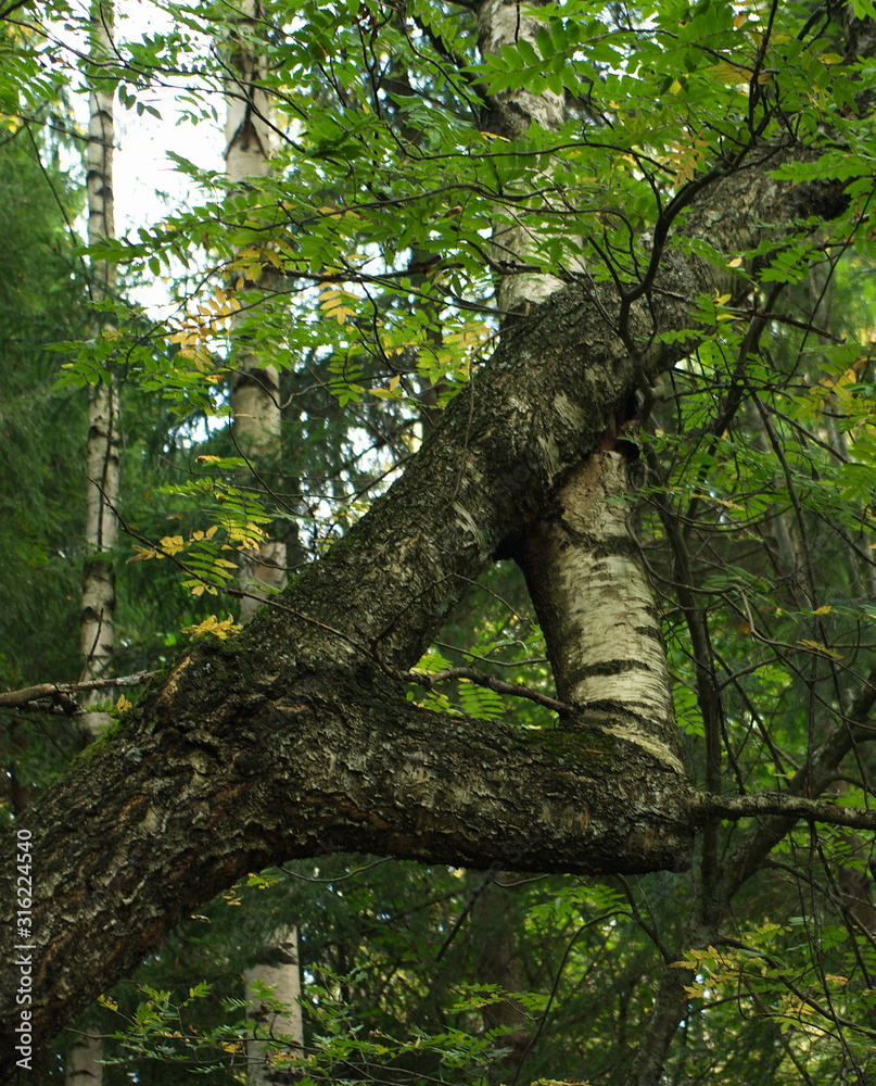 Fototapeta premium A odd formation of branch of a birch tree, creating a triangle