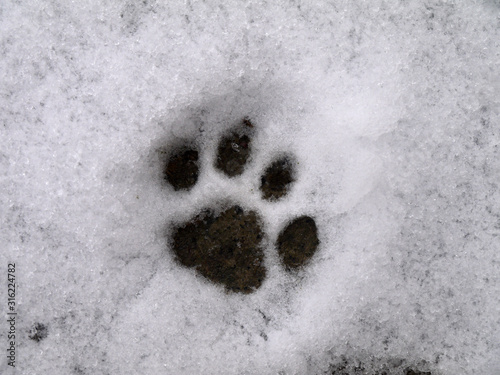 Cat track in the snow. Animal footprint. Paw print. Winter.