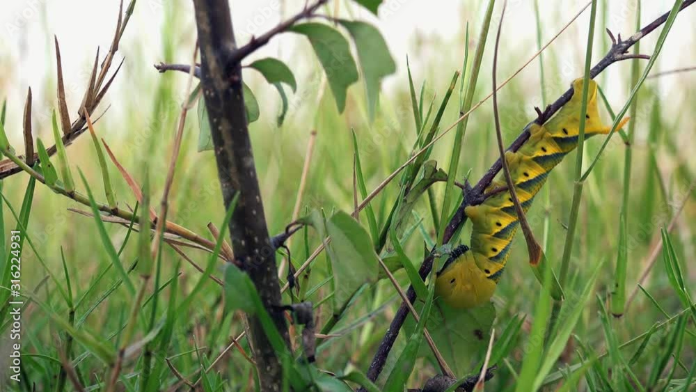Slow Zoom out of a Giant Colorful Caterpillar on a Small Branch in the Grass