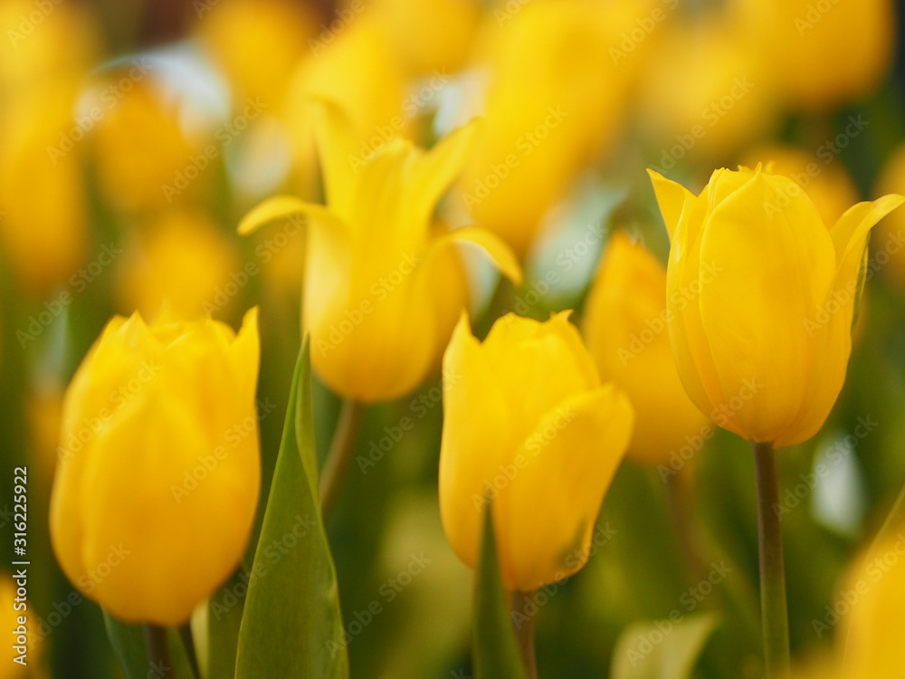 Yellow tulip flower booming beautiful in nature blurred of background