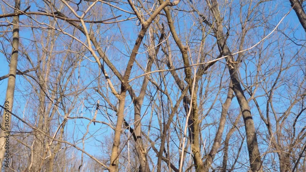 Wide shot of trees during winter in nature with blue sky Wide shot of trees during winter in nature with blue sky