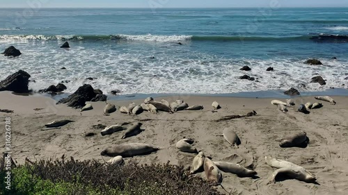 Sea lions resting on a Pacific Coast beach photo